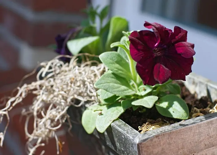 Lejlighed Amazing In *